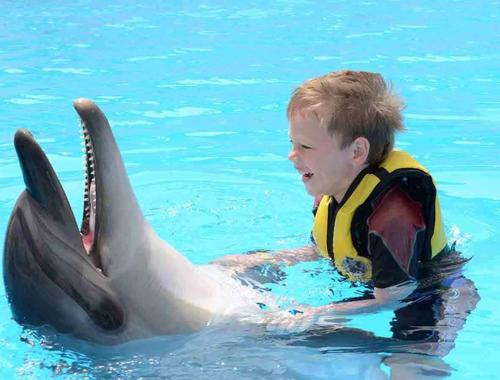  Swimming with Dolphins