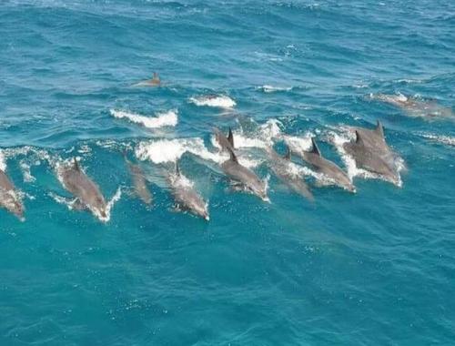 Dolphin House Hurghada