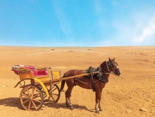 Carriage Ride & Dinner Show Hurghada