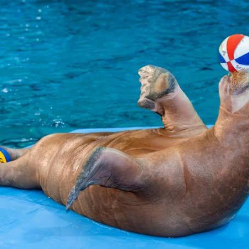 Dolphin Show in Hurghada