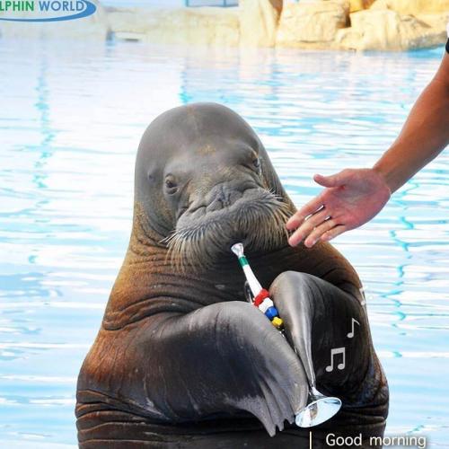 Dolphin Show in Hurghada