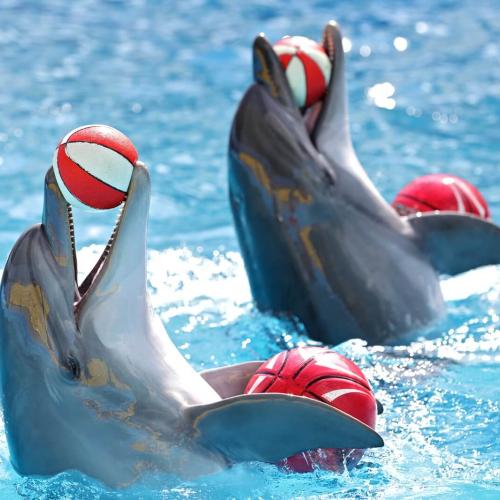 Dolphin Show in Hurghada