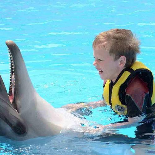  Swimming with Dolphins 