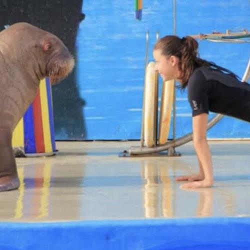 Dolphin Show in Hurghada