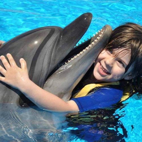  Swimming with Dolphins 