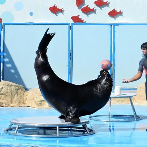 Dolphin Show in Hurghada