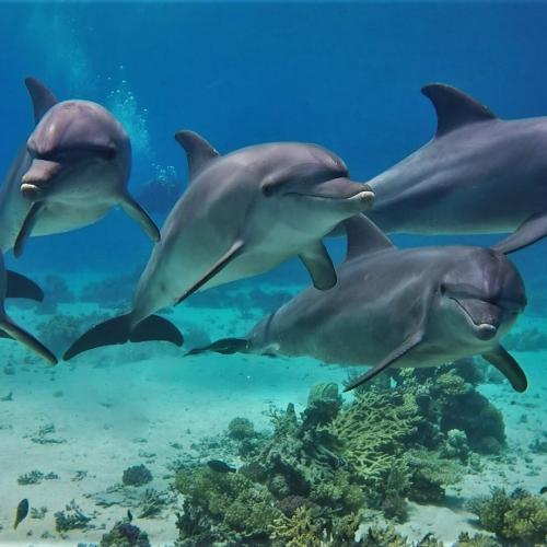 Private Speed Boat hurghada